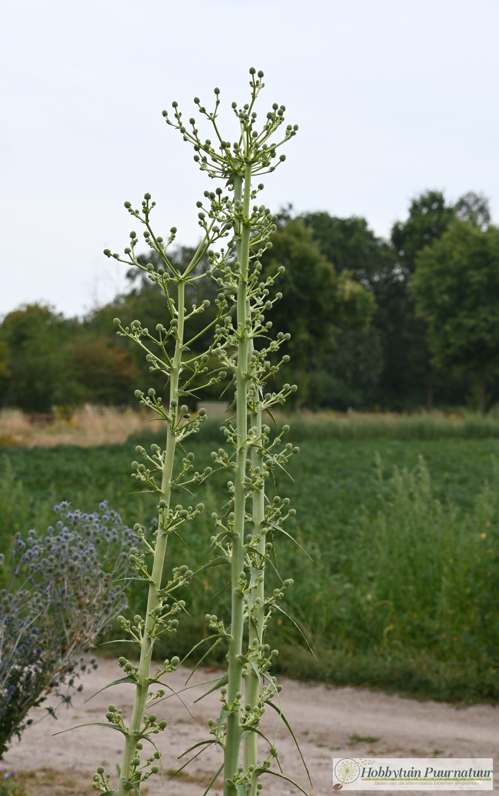 Reuzen kruisdistel - Eryngium paniculatum  40 zaden