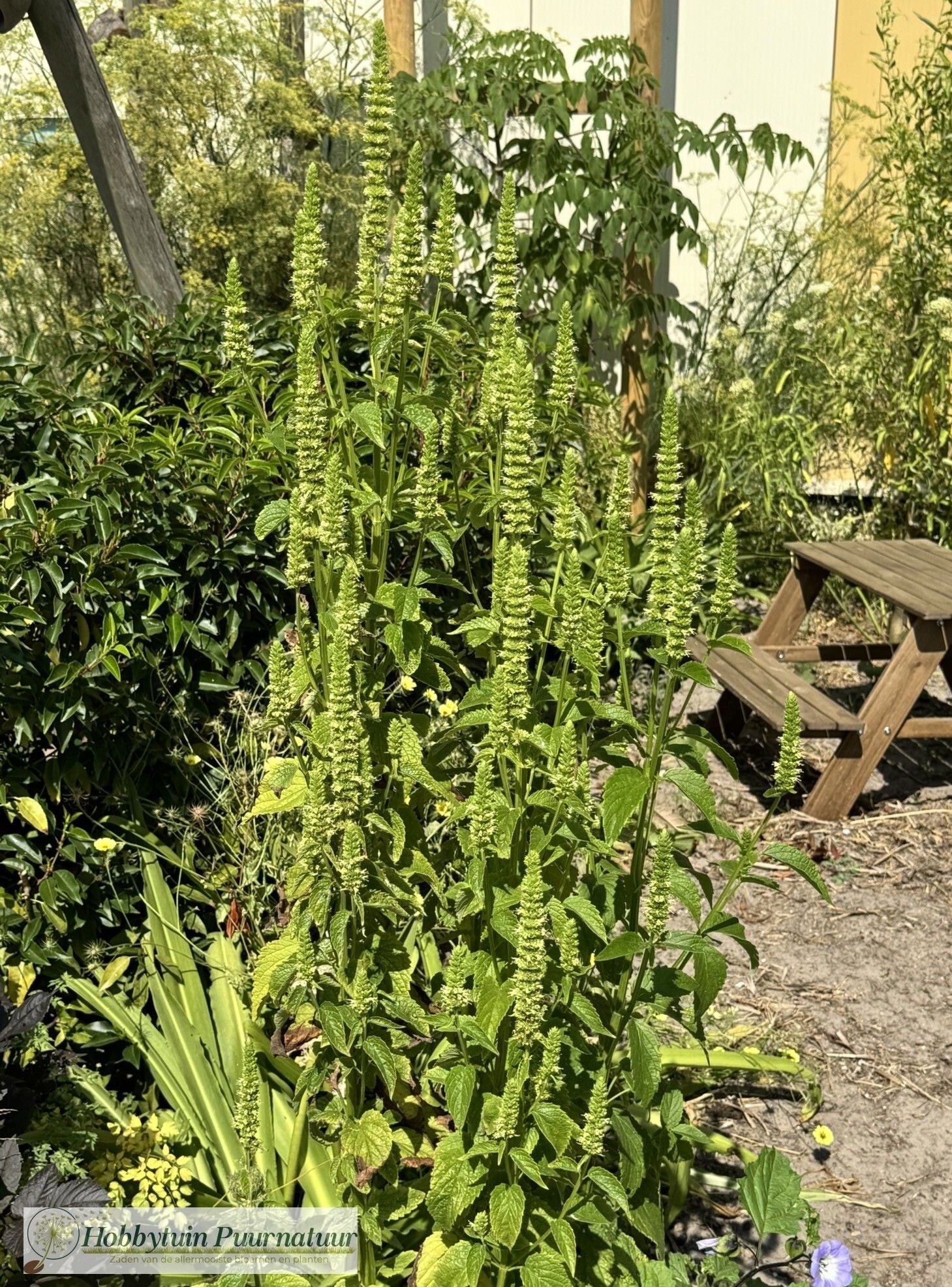 Reuzen dropplant - Agastache nepetoides  50 zaden