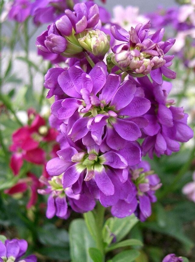 Violier paars - Matthiola incana Aida Blue  25 zaden