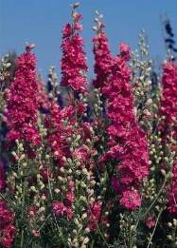 Ridderspoor Charmine - Delphinium consolida QIS Charmine 50 zaden