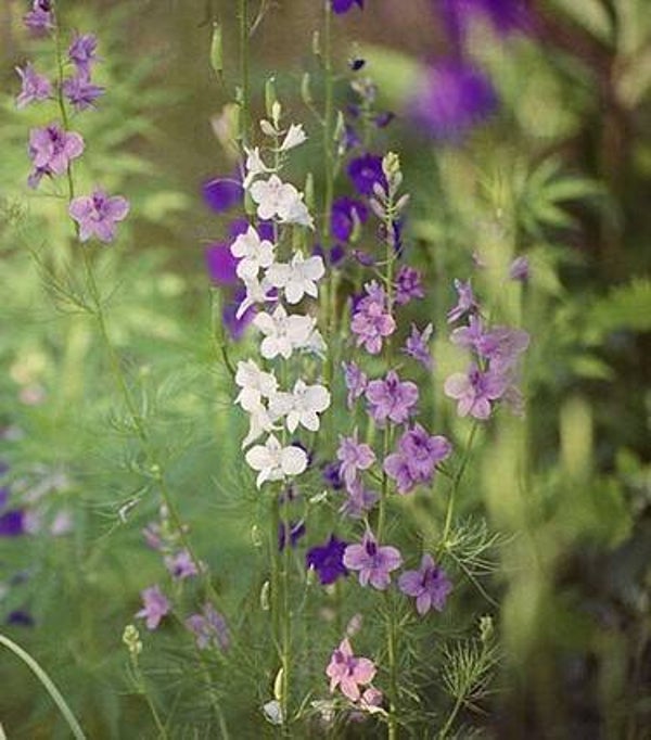Ridderspoor laag mix - Delphinium ajacis mix  100 zaden