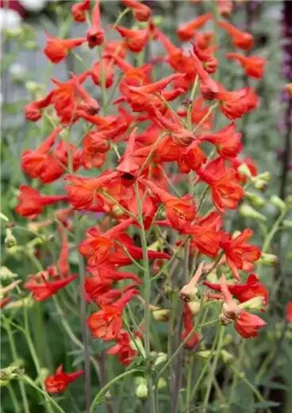 Ridderspoor rood - Delphinium nudicaule Fox  30 zaden