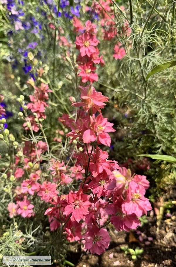 Ridderspoor Salmon Beauty - Delphinium imperialis Salmon Beauty  50 zaden