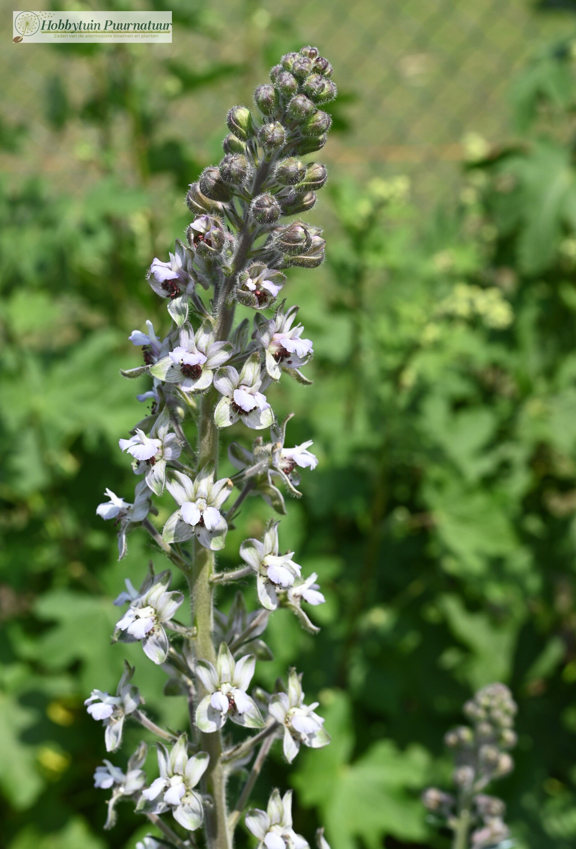 Ridderspoor staphisagria - Delphinium staphisagria  20 zaden