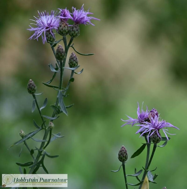 Rijncentaurie ECO - Centaurea stoebe  25 zaden