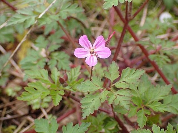 Robertskruid - Geranium robertianum  50 zaden