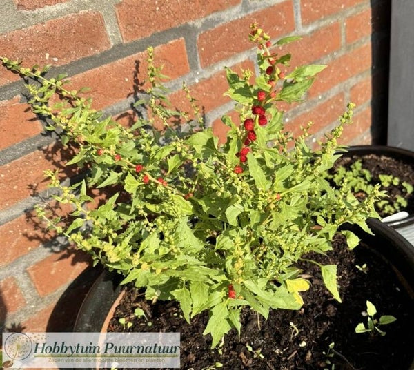 Rode aardbeispinazie - Blitum virgatum  50 zaden
