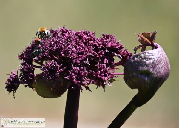 Rode engelwortel ECO - Angelica gigas  15 zaden