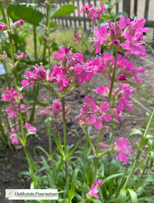 Rode Pekanjer - Silene viscaria  500 zaden