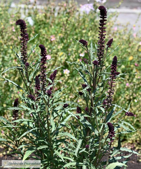 Rode wederik ECO - Lysimachia atropurpurea Beaujolais  50 zaden