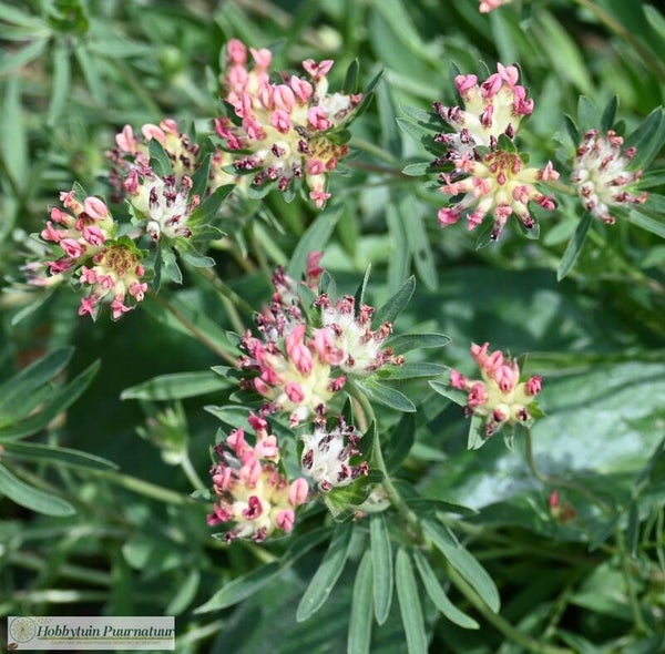 Rode wondklaver ECO - Anthyllis vulneraria var. coccinea  25 zaden