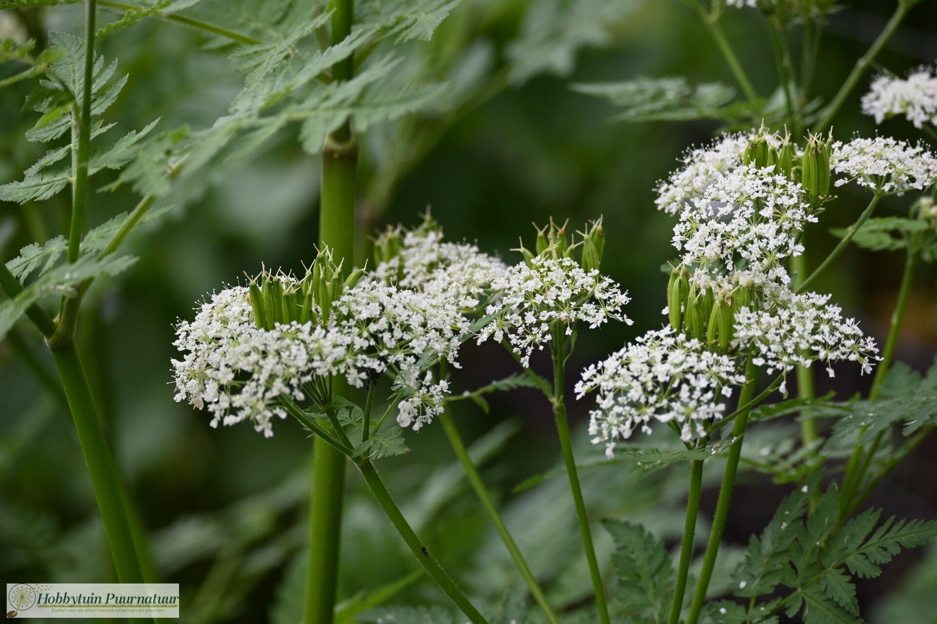 Roomse kervel ECO - Myrrhis odorata  12 zaden