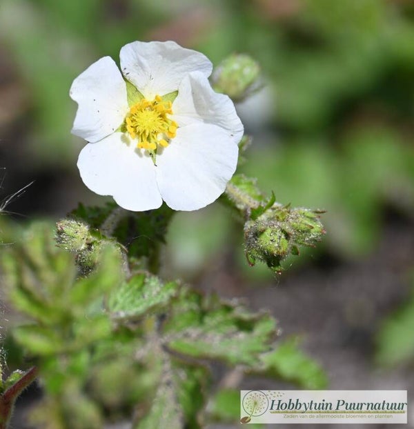 Rotsganzerik ECO - Drymocallis rupestris  50 zaden