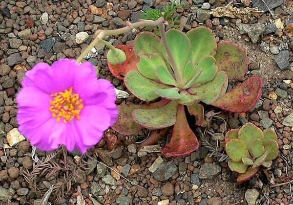 Rotspostelein ECO - Calandrinia grandiflora  50 zaden