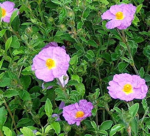 Rotsroos - Cistus creticus  50 zaden