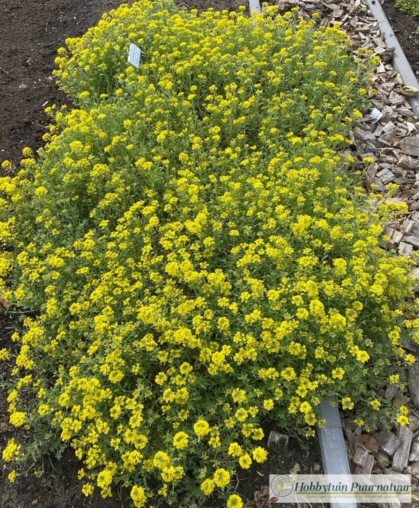 Rotsschildzaad goudgeel - Alyssum saxatile  50 zaden
