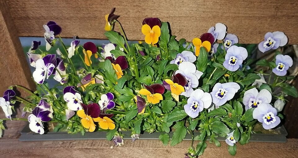 Hoornviooltje Bambini - Viola cornuta Bambini  100 zaden