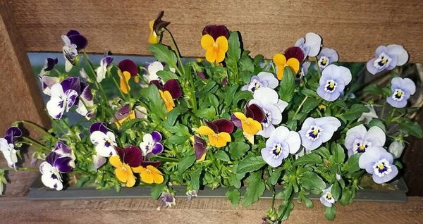 Hoornviooltje Bambini - Viola cornuta Bambini  100 zaden