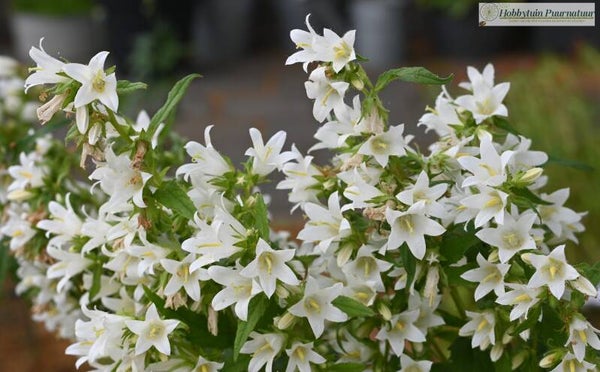 Ruig klokje wit - Campanula trachelium Alba  50 zaden