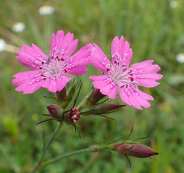 Ruige anjer - Dianthus armeria  500 zaden