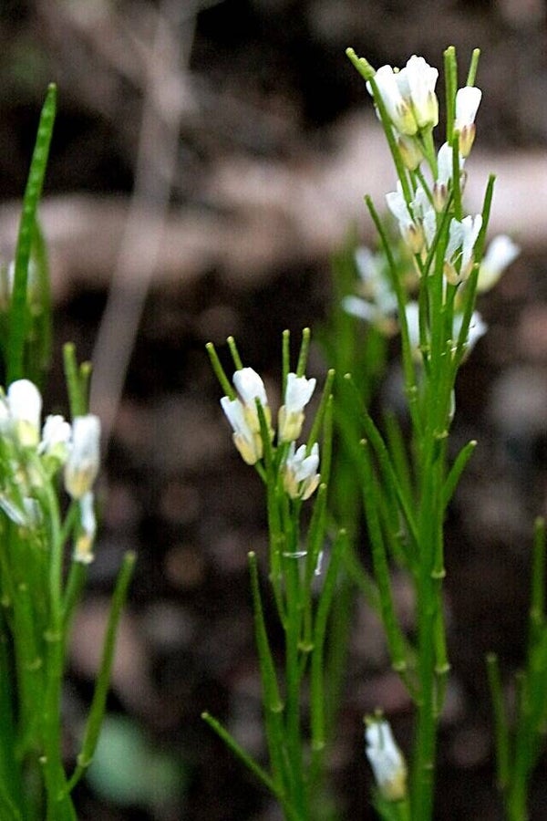 Ruige scheefkelk - Arabis hirsuta subsp. hirsuta  50 zaden