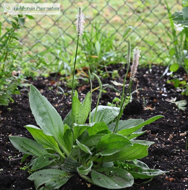 Ruige weegbree - Plantago media  100 zaden