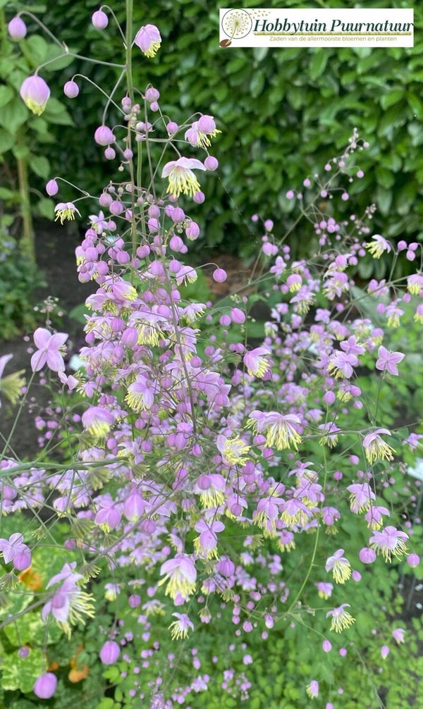 Chinese ruit - Thalictrum delavayi  20 zaden