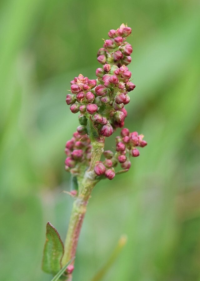 Veldzuring BIO - Rumex acetosa  50 zaden