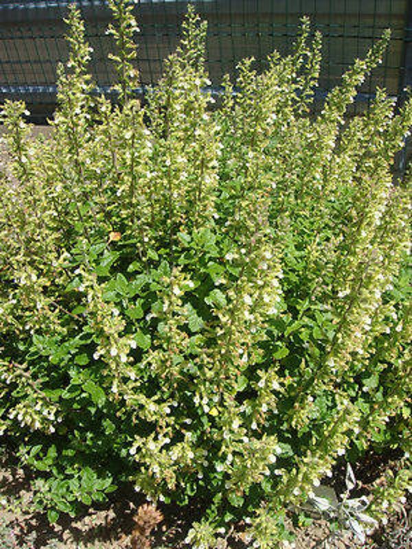 Gele gamander - Teucrium flavum  25 zaden