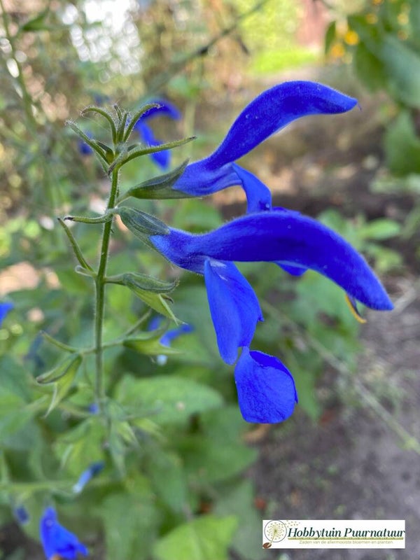 Salie patens blauw - Salvia patens Blue Angel 10 zaden