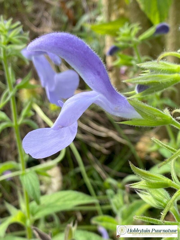 Salie patens lila - Salvia patens Lilac  10 zaden