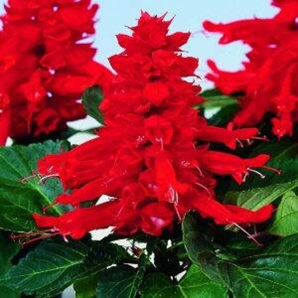 Salie rood - Salvia splendens Amor Scarlet  20 zaden