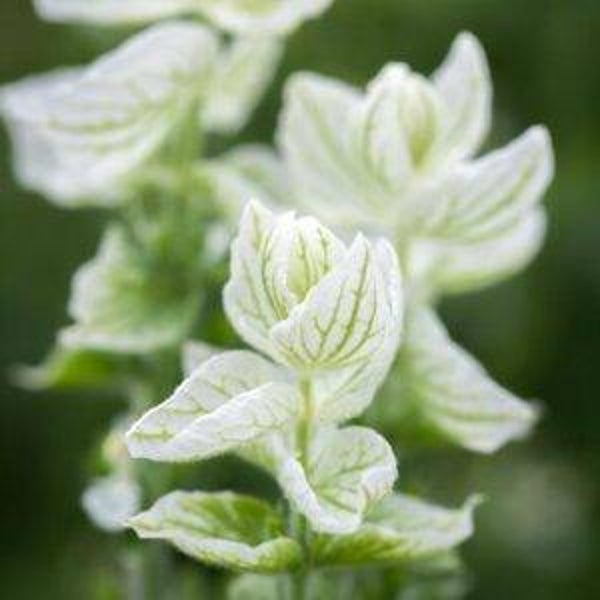 Salie wit - Salvia coccinea Summer Juwel White  20 zaden
