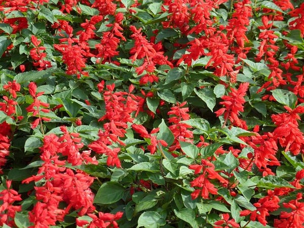 Vuursalie - Salvia splendens Sint Jansvuur  25 zaden