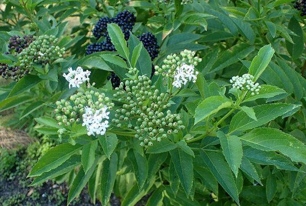 Kruidvlier - Sambucus ebulus  25 zaden