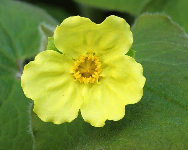 Saruma henryi  15 zaden