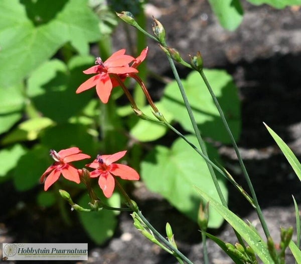 Schijnfresia ECO - Anomatheca laxa  15 zaden
