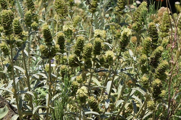 Griekse bergthee - Sideritis scardica  20 zaden