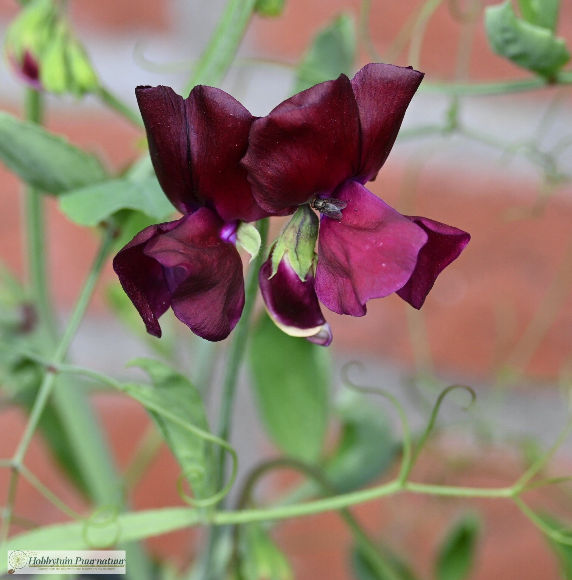 Siererwt bordeaux - Lathyrus odoratus Spring Sunshine Burgundy  10 zaden