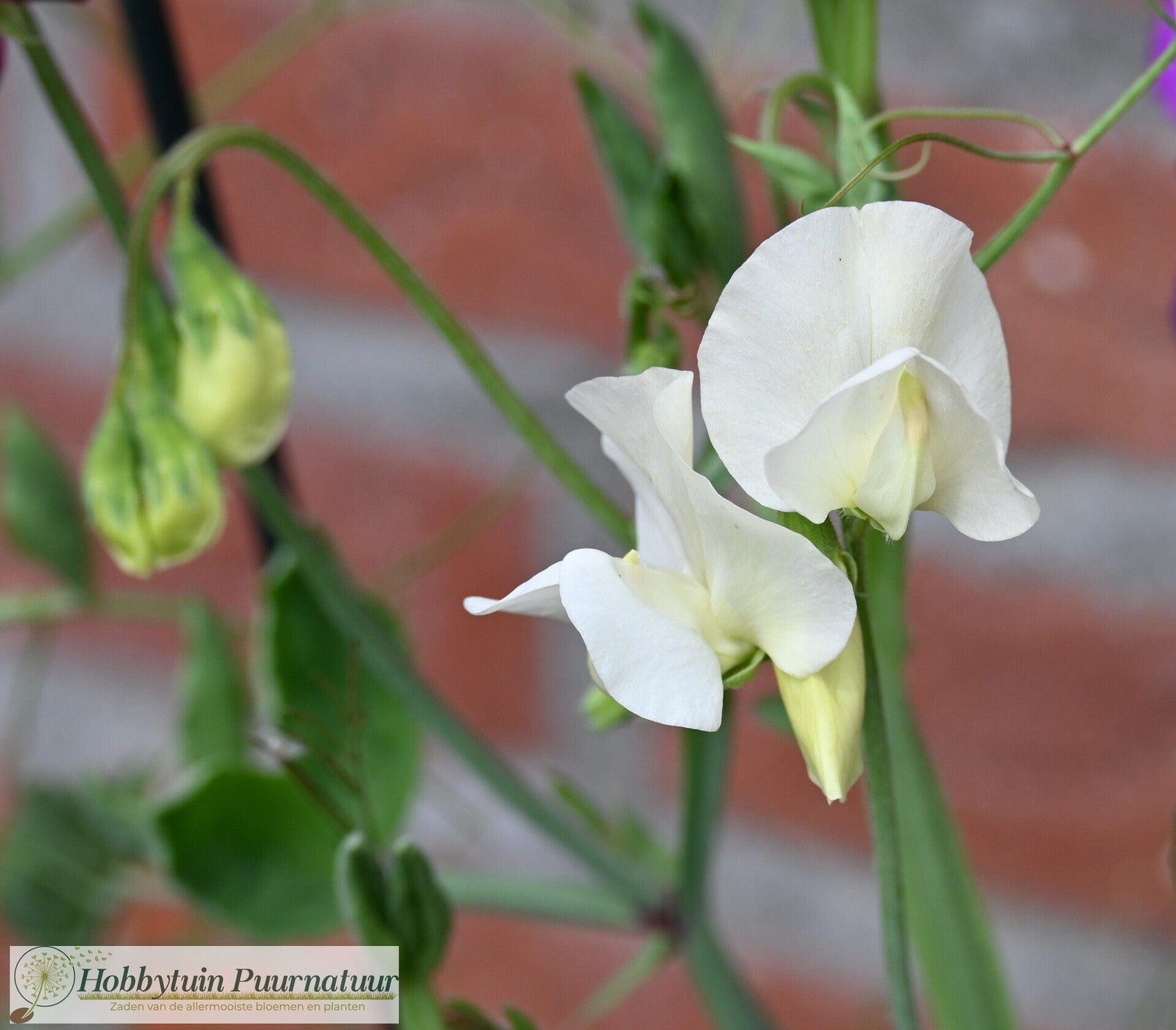 Siererwt wit - Lathyrus odoratus White Supreme  10 zaden
