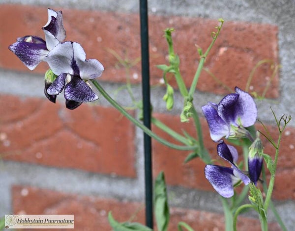 Siererwt Nimbus - Lathyrus odoratus Spencer Nimbus  10 zaden