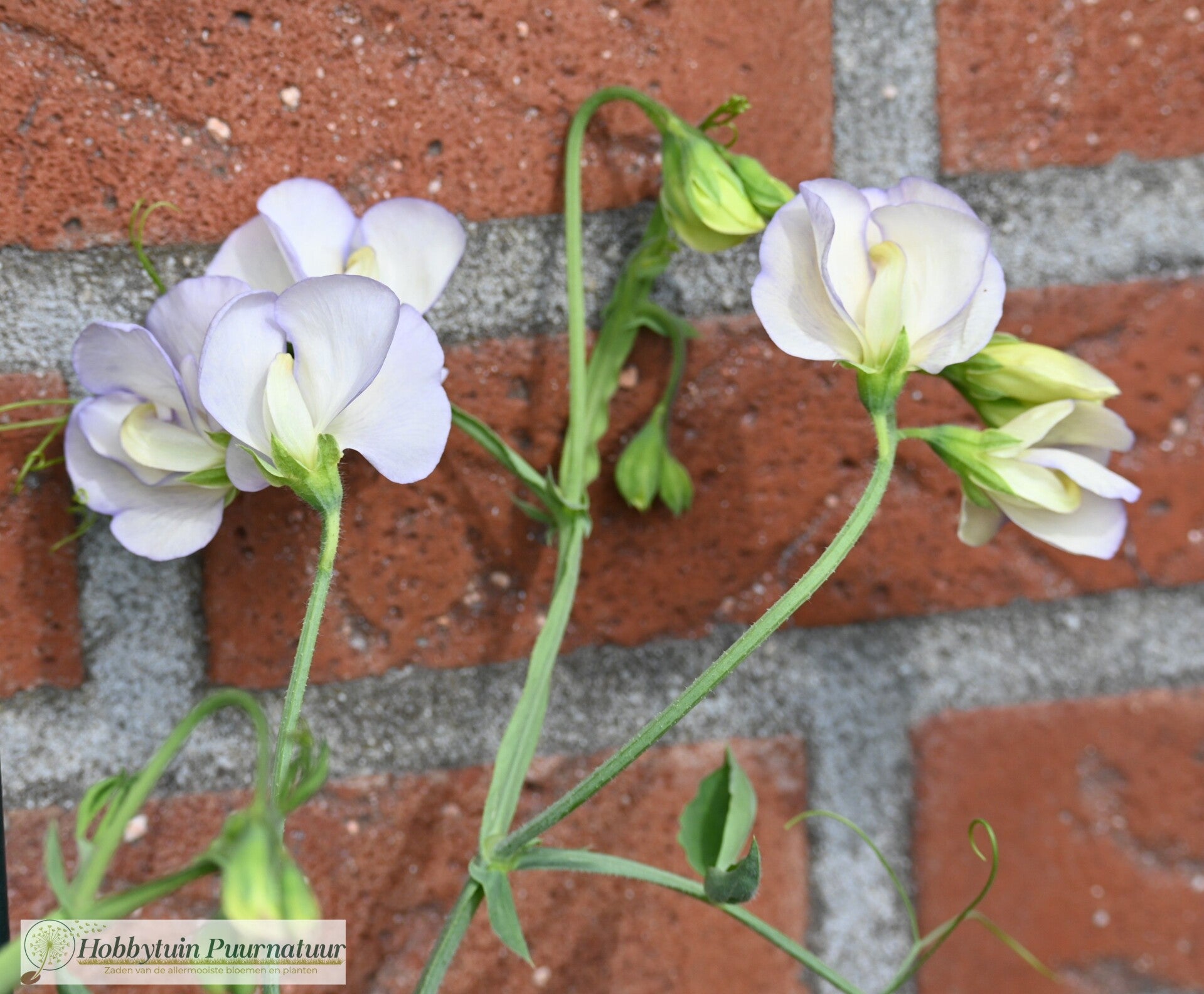 Siererwt Old Times - Lathyrus odoratus Spencer Old Times  10 zaden