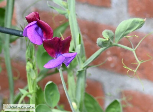 Siererwt Matucana - Lathyrus odorata Grandiflora Matucana  12 zaden