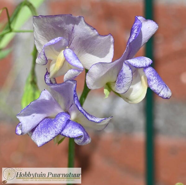 Siererwt blauw - Lathyrus odoratus Blue Ripple  12 zaden