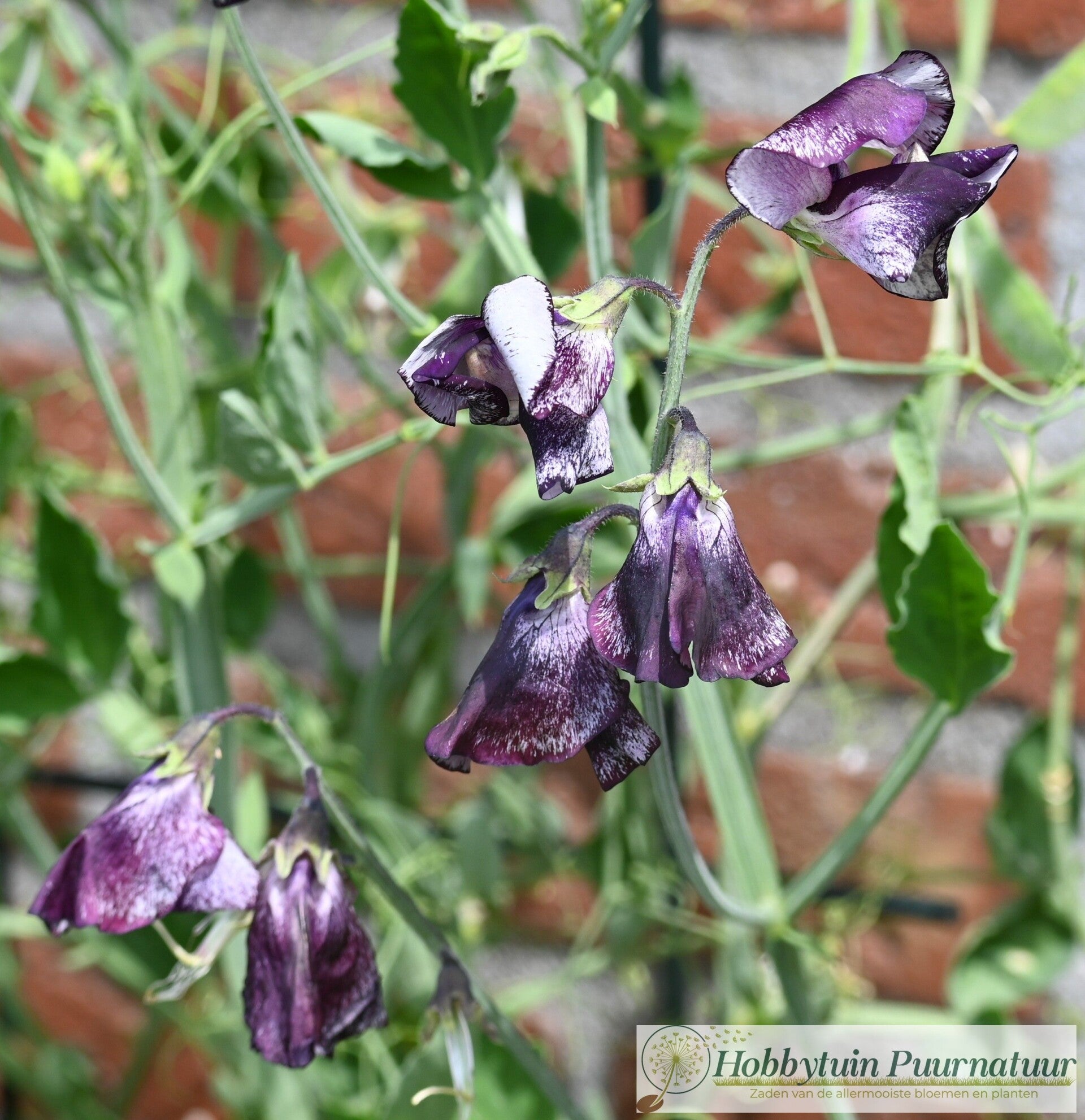Siererwt Wiltshire Ripple - Lathyrus odoratus Spencer Wiltshire Ripple  10 zaden