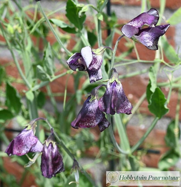 Siererwt Wiltshire Ripple - Lathyrus odoratus Spencer Wiltshire Ripple  10 zaden