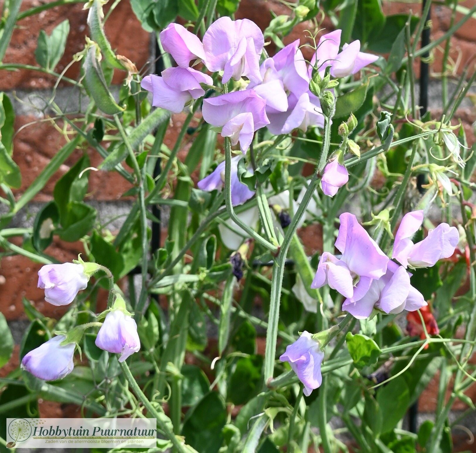 Siererwt Arthur Hellyer - Lathyrus odoratus Spencer Arthur Hellyer  10 zaden