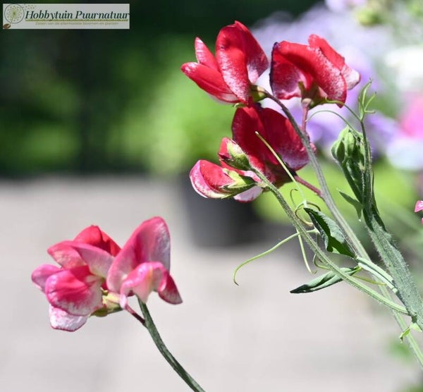 Siererwt Spencer Mars - Lathyrus odoratus Spencer Mars  10 zaden