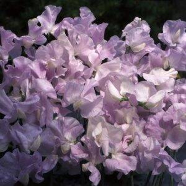 Siererwt Arthur Hellyer - Lathyrus odoratus Spencer Arthur Hellyer  10 zaden