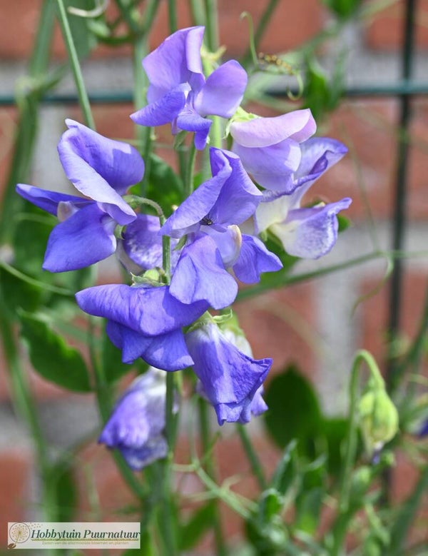 Siererwt Noel Sutton - Lathyrus odoratus Noel Sutton  10 zaden
